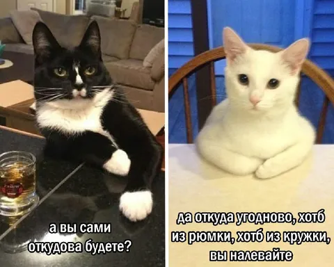 Коты отвечают про выпивку
