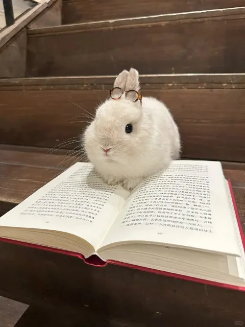 Кролик читает книгу