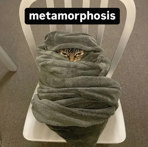 Cat Wrapped in Towel Metamorphosis