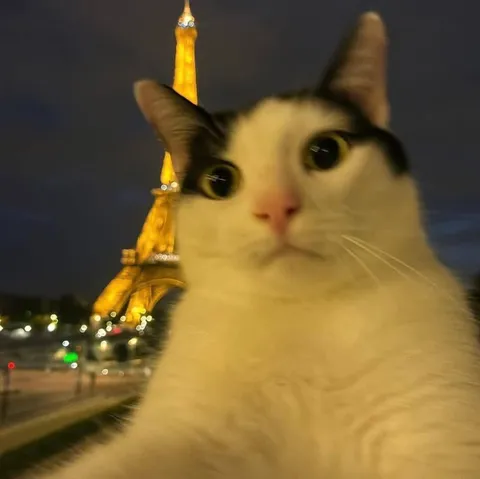 Кот на фоне Эйфелевой башни
