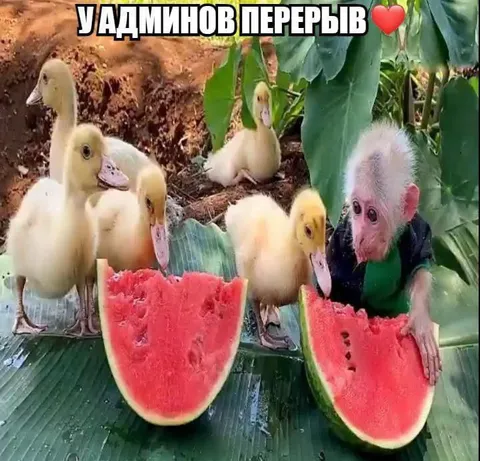 У админов перьев