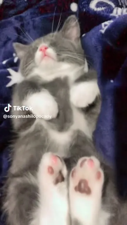 Сонный котёнок показывает лапки
