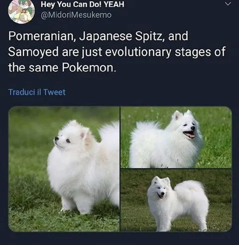 Pomeranian Pokémon Evolution