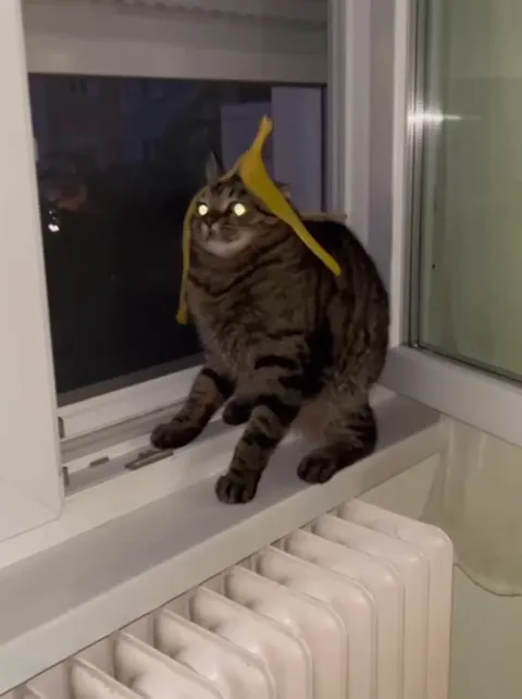 Кот в банановой шапке