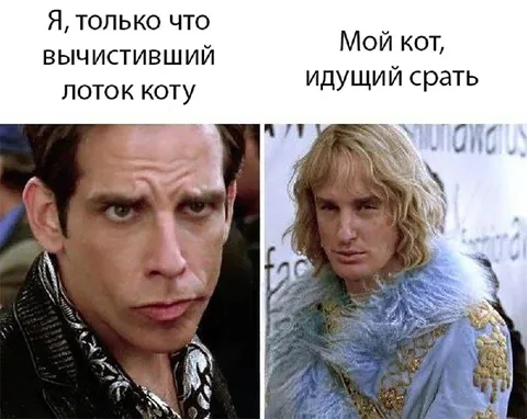 Кот после чистки лотка