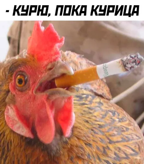 Кури, пока курица