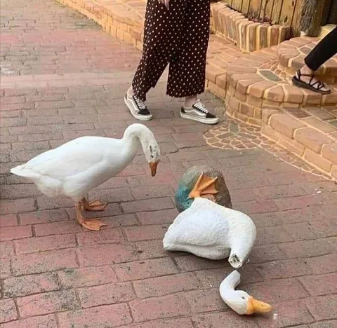 Гусь после тяжелого дня