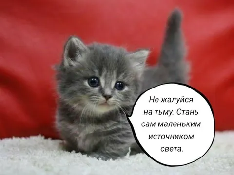 Котёнок маленький источник света