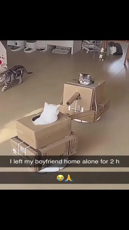 Cats Turn Boxes Into Vehicles