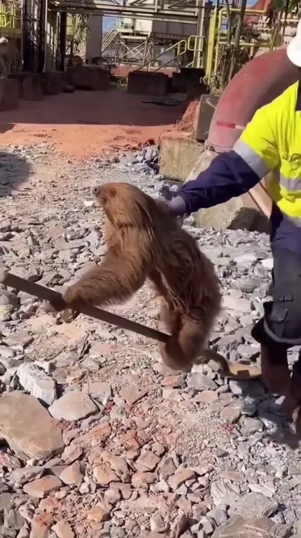 Рабочий ведёт ленивца на лопате