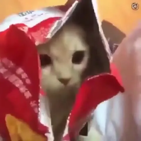 Котёнок вылезает из пакета