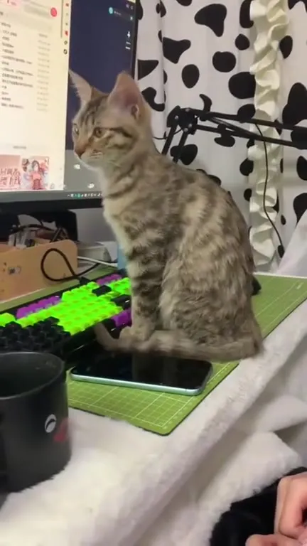 Кот занял телефон