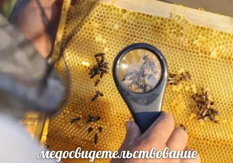 Медосвидетельствование пчёл