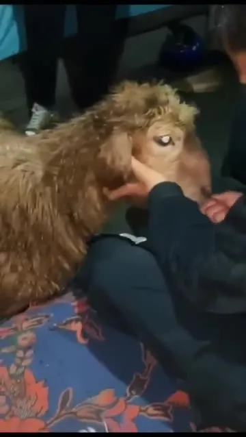 Коза забрала леденец