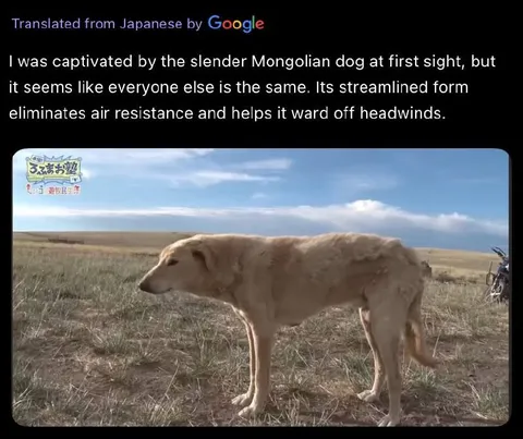 Slender Mongolian Dog