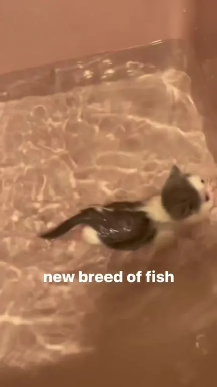 New Breed of Fish Cat
