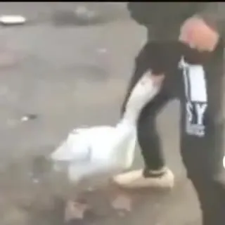 Гусь таскает человека