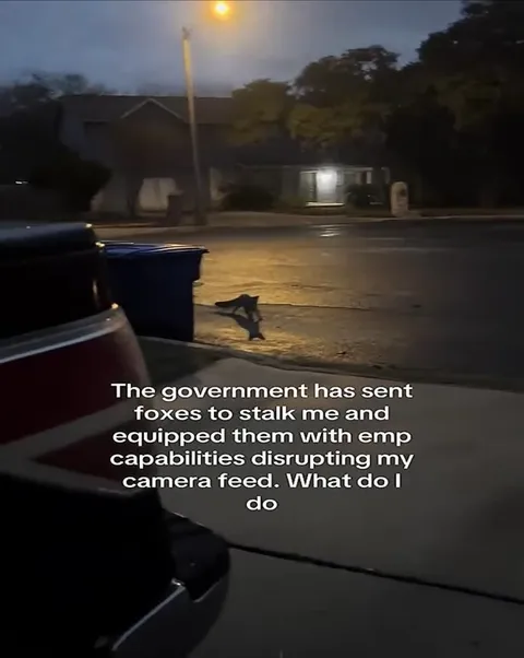 Government Foxes Disrupt Camera Feed