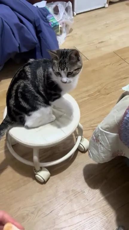 Кот выпрашивает дольку мандарина