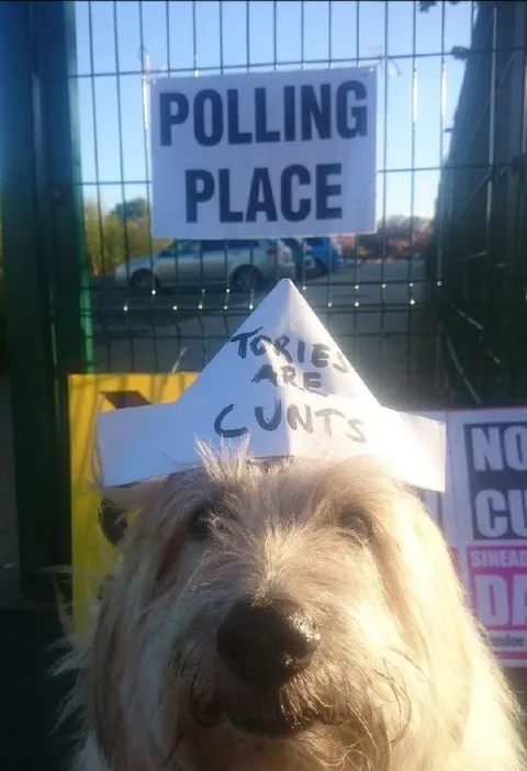 Dog Hates the Tories