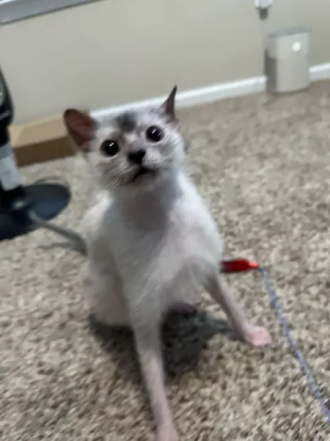 Удивлённый котёнок смотрит в камеру
