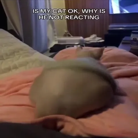 Is My Cat OK Compilation