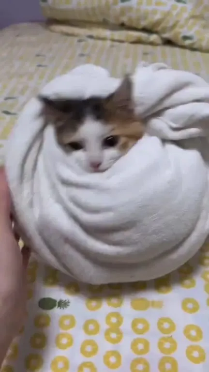 Котик-буррито под одеялом