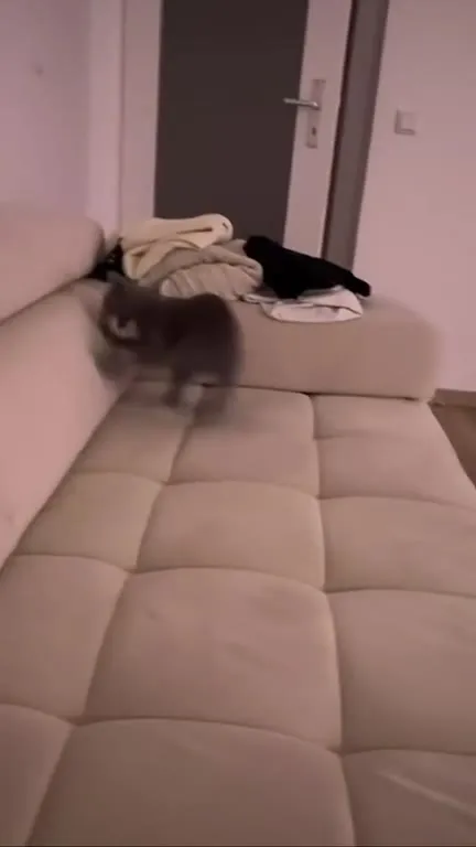Кот бросается на экран