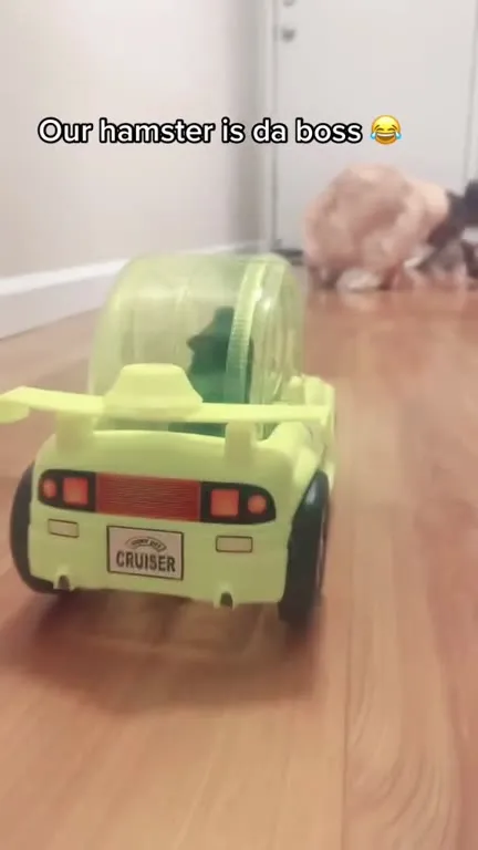Hamster Driving Like a Boss