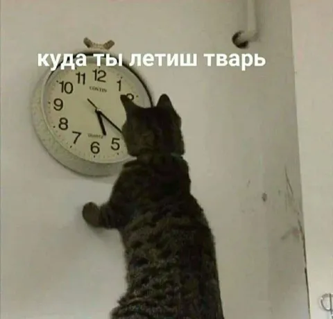 Куда ты летишь, тварь