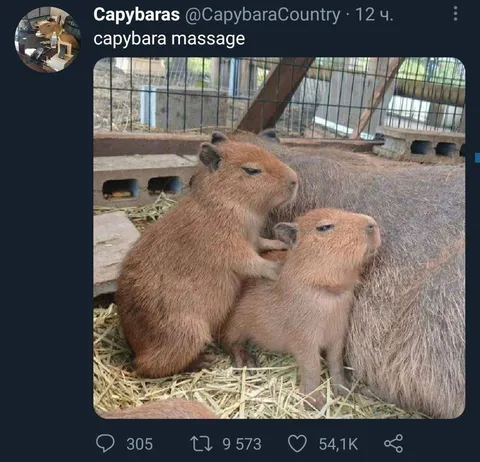 Capybara Massage