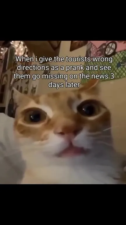 Cat Sees Tourists Go Missing