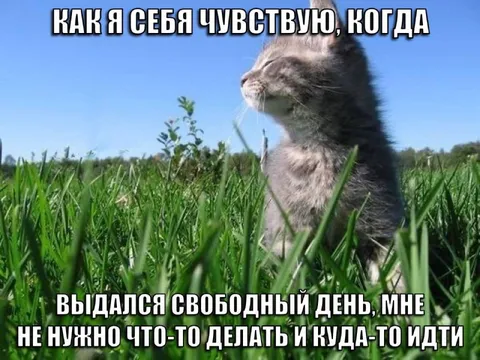 Кот наслаждается свободным днём
