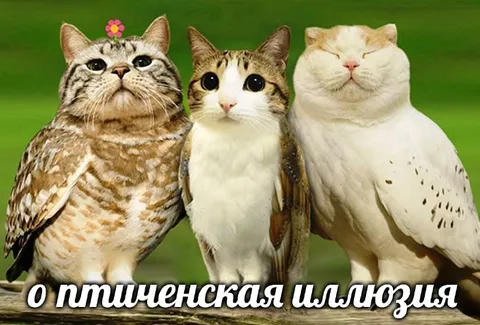 Птиченская иллюзия с котами