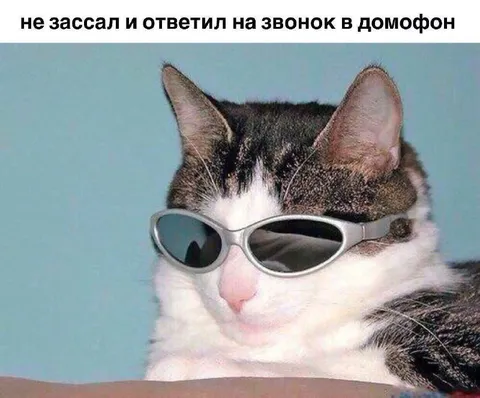 Кот ответил на домофон