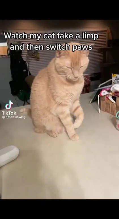 Cat Fakes a Limp and Switches Paws