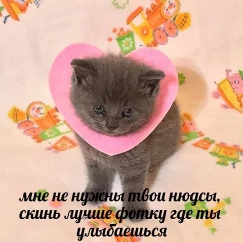 Котёнок просит фото с улыбкой
