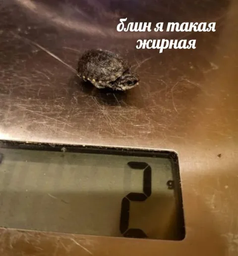 Блин, я такая жирная