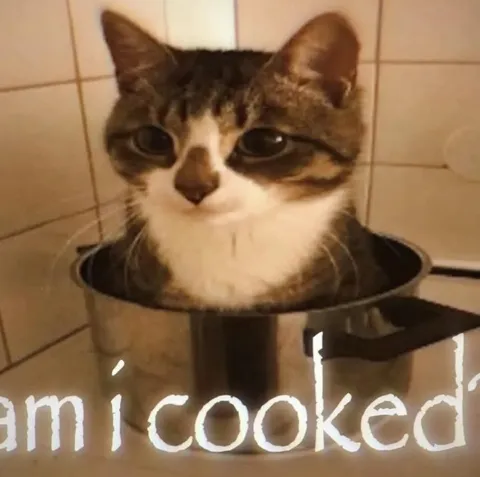 Am I Cooked Cat