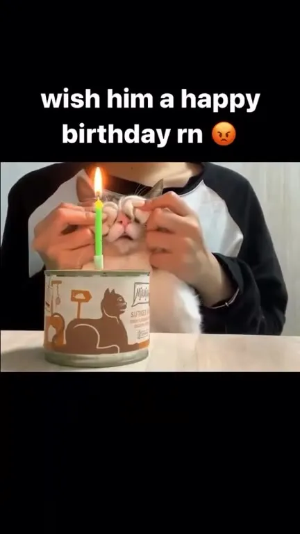 Angry Cat Birthday Wish
