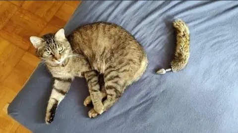 Кот без хвоста