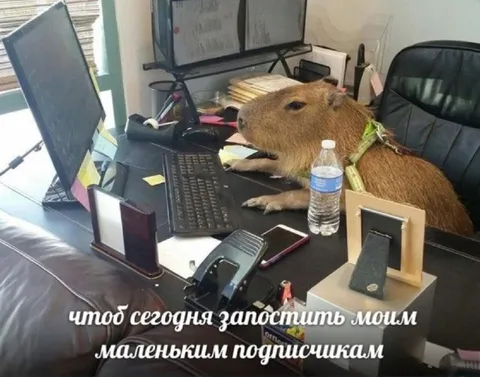 Капибара ведёт блог