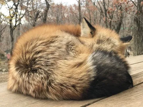 Лиса свернулась клубочком