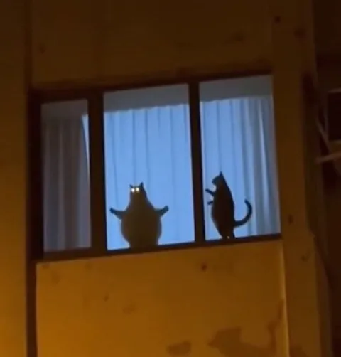 Коты в окне ночью