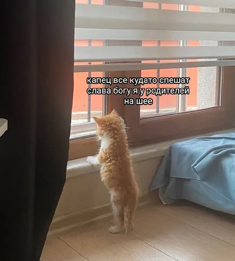 Кот у родителей на шее
