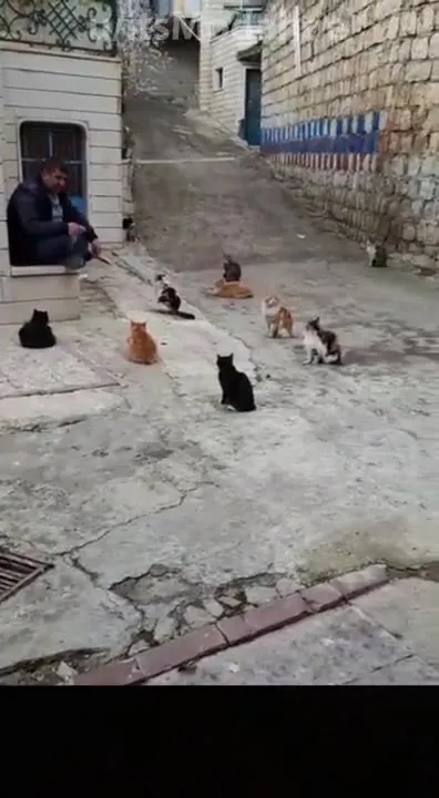 Dear Cats, Please Share the Food