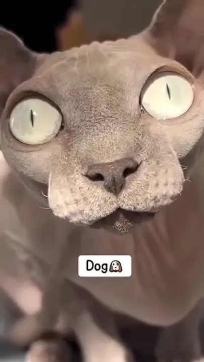 Cats Named Everything Except Cat