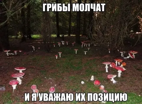 Грибы молчат, и я уважаю