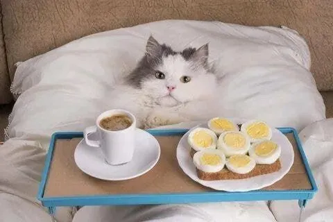 Кот завтракает в постели