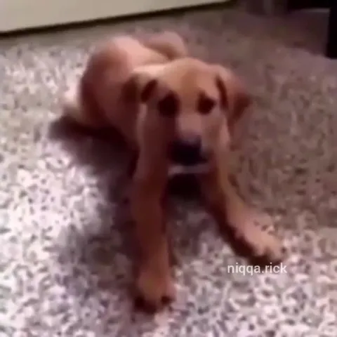 Why Did the Dog Say the N-Word?